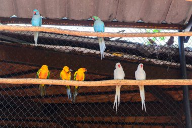 dal üzerinde renkli papağan