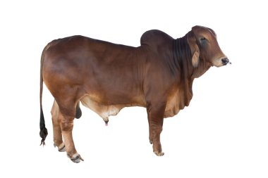 İyi bir Brahman ineği beyaz arka planda izole edilir.