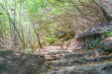 Ormanda güzel bir patika.