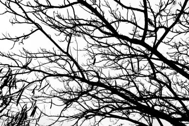 Arkaplan olarak ağaç dallarını kapat 