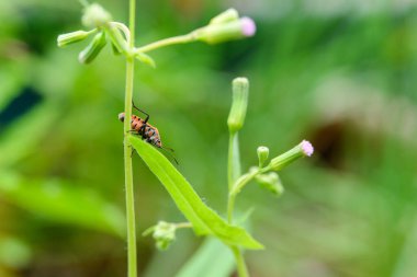 Bahçedeki yaprağın üzerindeki böceğin makro görünümü, yumuşak odaklanma, seçici odaklanma