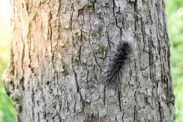 Nahaufnahme Schwarzer Wurm Auf Baum Mit Hellem Sonnenlicht — Stockfoto