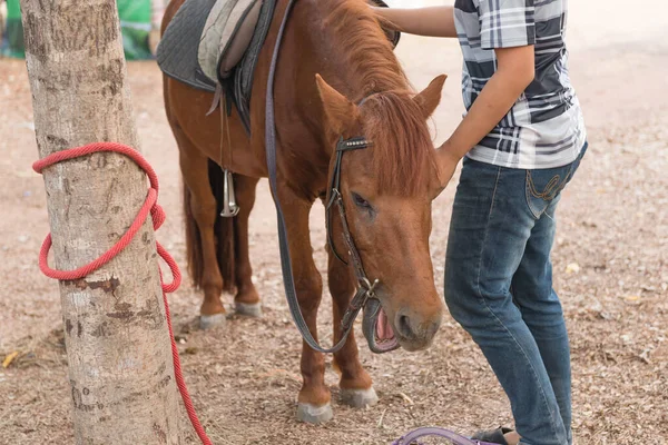 Cheval Est Prêt Offrir Des Promenades Aux Touristes — Photo