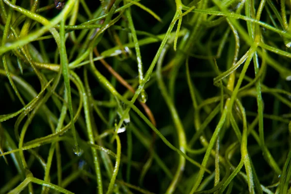 Spanish Moss Abstract Blur Background — Stock Photo, Image