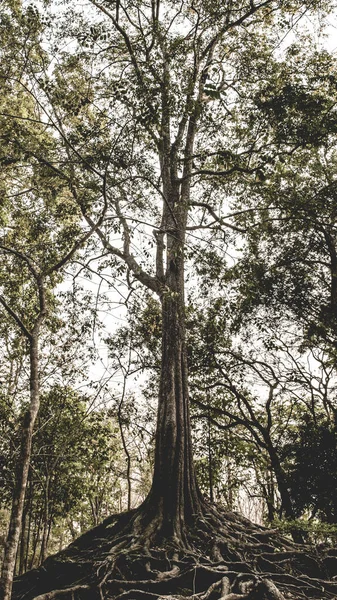 Vue Bas Arbre Dans Forêt — Photo