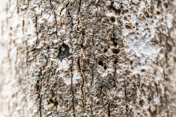 Κοντινό Φλοιό Δέντρου Για Φόντο Υφή — Φωτογραφία Αρχείου