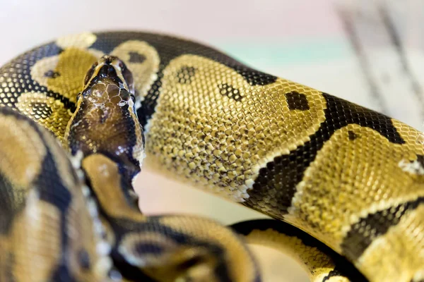 Vue Rapprochée Serpent Dangereux Dans Terrarium — Photo