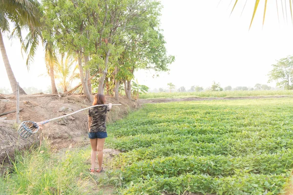 Mujer Hermosa Rural Utilizar Poste Para Cosecha Mango Jardín —  Fotos de Stock