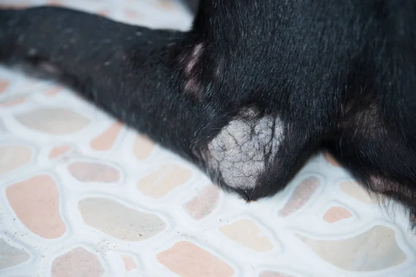 Částečný Obraz Srsti Černého Psa — Stock fotografie