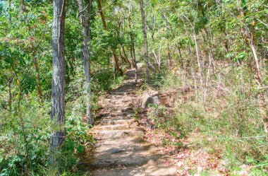 Ormanda güzel bir patika.