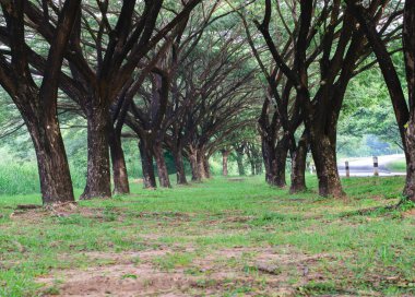 Arkaplan olarak ağaç dallarını kapat 
