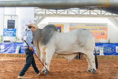 Çiftlikteki beyaz boğa.