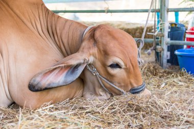 Çiftlikteki ineğin kapatılması, tarım kavramı  
