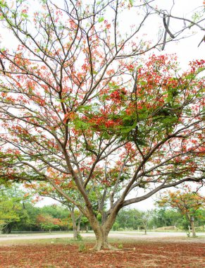 Parktaki renkli ağaçlar.