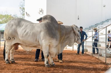 Çiftlikteki beyaz boğa.