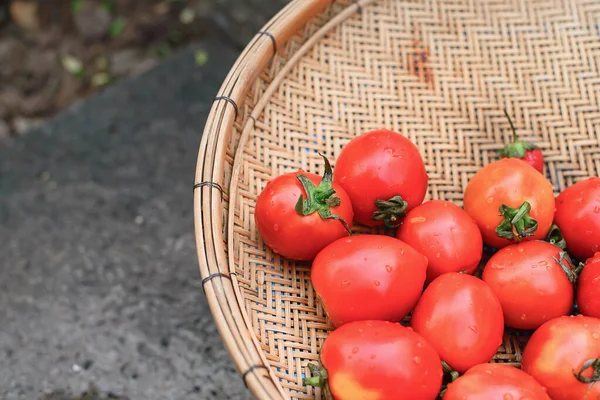 バスケット竹のトマト 庭から新鮮な自分で食べるためにはっきり植え — ストック写真