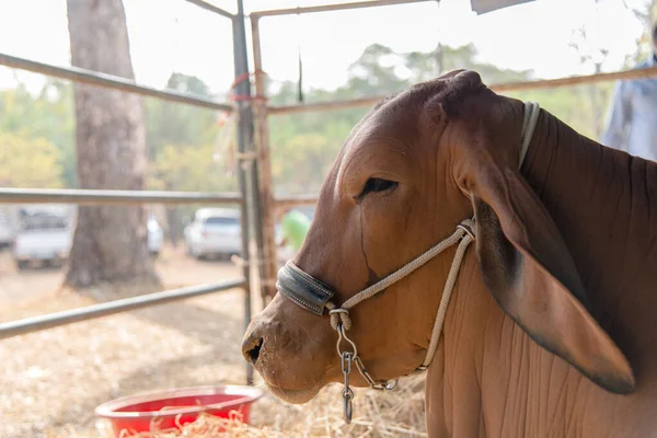 Perto Vaca Fazenda Conceito Agricultura — Fotografia de Stock
