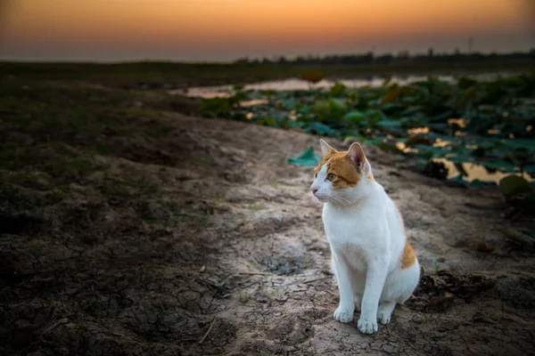 Roztomilý Kočka Písku Jezera — Stock fotografie