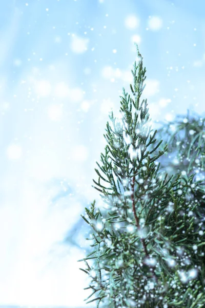 Bola Natal Com Sino Pinheiros Fundo Neve Tom Azul — Fotografia de Stock