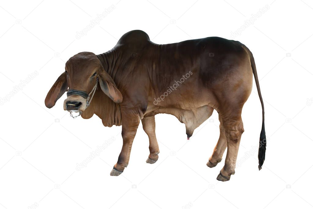 Good brahman cow isolate on white background,This has clipping path