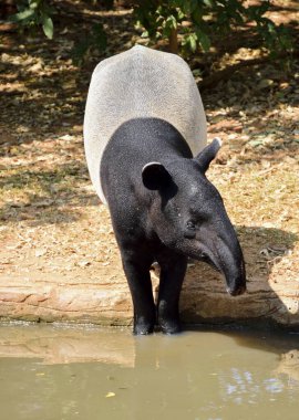 Hayvanat bahçesindeki tapir.