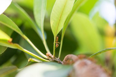 Parlak güneş ışığıyla meyveli kırmızı karınca