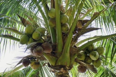 Ağaçta hindistan cevizi meyvesi.