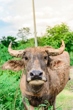 Mutlu bufalolar, Akasya 'nın kıyısındaki yol kenarında yemek yer. Akşamları, parlak güneş ışığıyla bütün gün çamuru ıslatmak için.