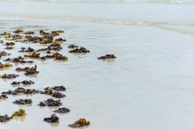 Deniz sahilinde kurutulmuş bitkiler.