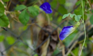 Ormandaki kelebek. yakın plan