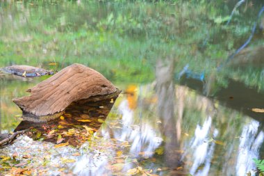 Nehirde kuru yapraklı bir kereste ve nehirde yansıması var.