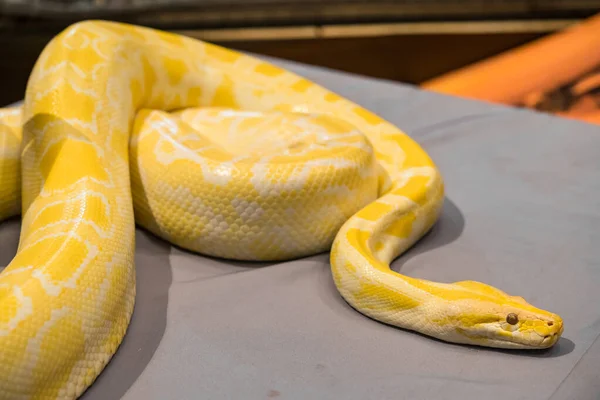 Vue Rapprochée Serpent Dangereux Dans Terrarium — Photo