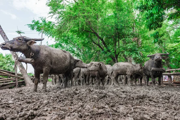 Thai buffalo dirty mud in the cage,selective focus