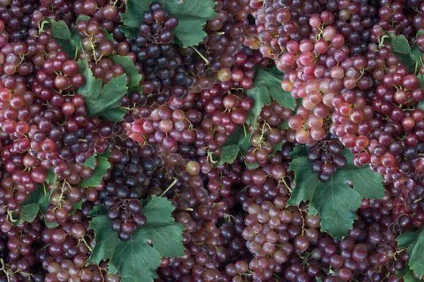 Raisin Frais Pour Fond Rouge — Photo