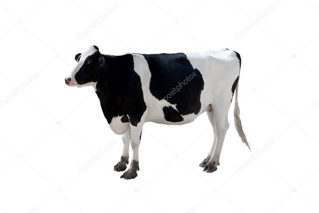 black cow isolated on white background