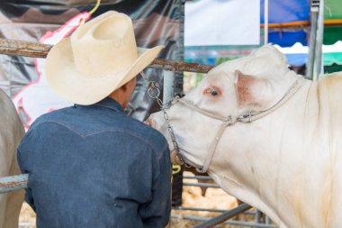 Yakından beyaz Brahman ineği, Korat, Tayland
