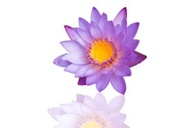 Zambak çiçeğine yakın, doğa konsepti.