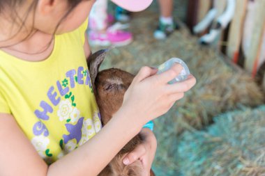 Küçük keçiyi besleyen kız