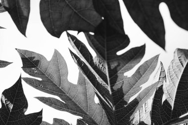 Tüylü ve yapraklı soyut arkaplan