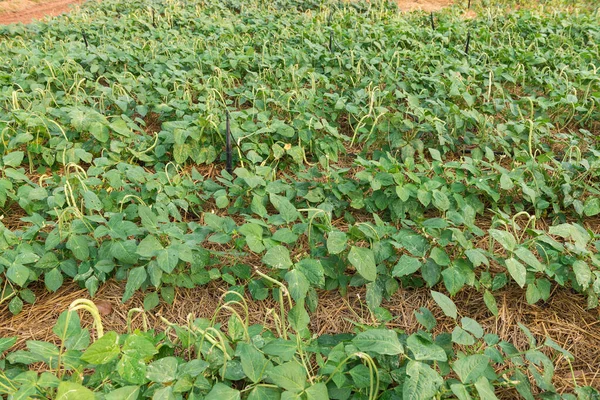 Campo Judías Verdes Día Soleado — Foto de Stock