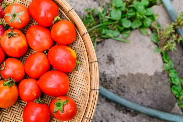 バスケット竹のトマト 庭から新鮮な自分で食べるためにはっきり植え — ストック写真