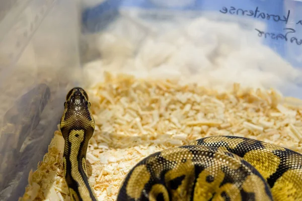 Vue Rapprochée Serpent Dangereux Dans Terrarium — Photo