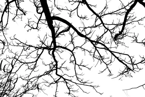 Zavřít Větve Stromu Jako Pozadí — Stock fotografie