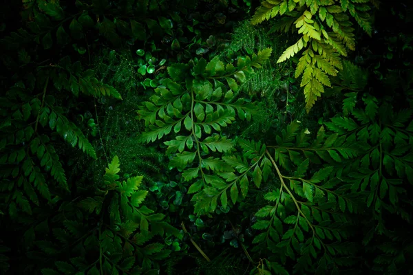 부드럽고 어두운 배경을 나뭇잎 — 스톡 사진