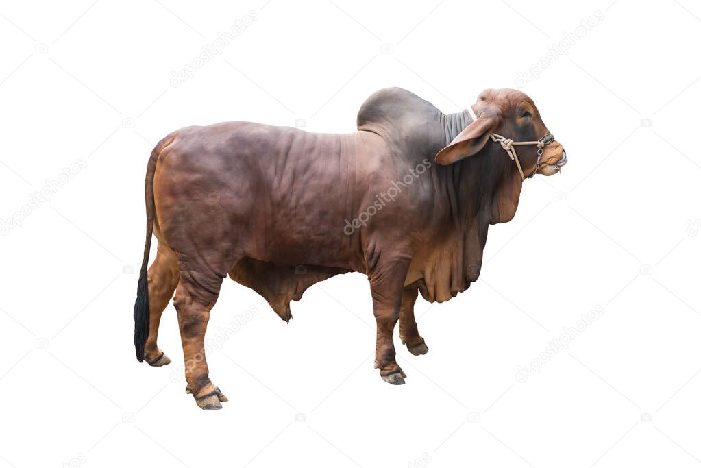Good brahman cow isolate on white background,This has clipping path,The best cow in thailand