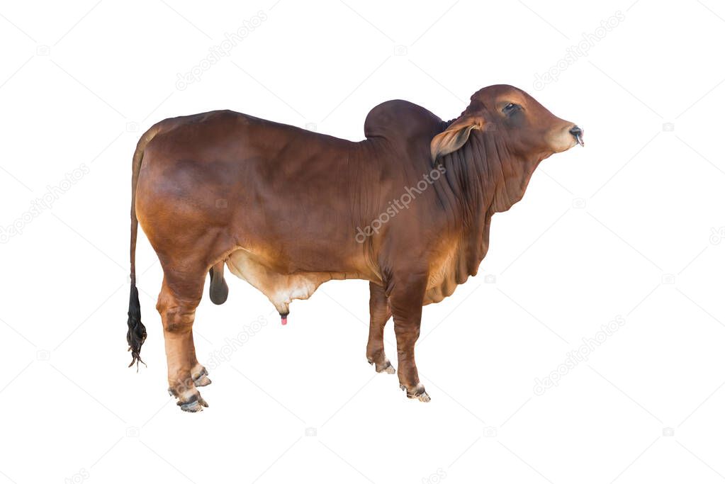 Good brahman cow isolate on white background,This has clipping path,The best cow in thailand