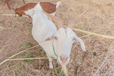 Keçi kafeste, gösteriş için