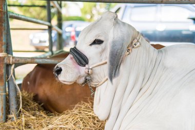 Çiftlikteki ineğin kapatılması, tarım kavramı  