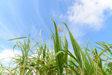 Şekerkamışı tarlası alçak açılı ve güzel gökyüzü