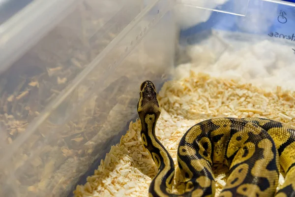 Vue Rapprochée Serpent Dangereux Dans Terrarium — Photo